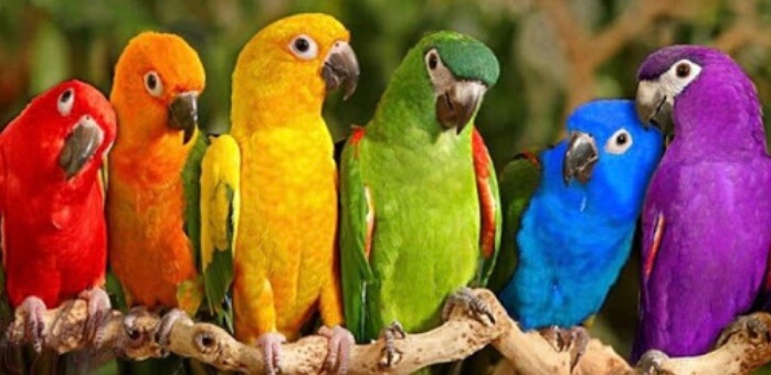 Nel regno dei pappagalli